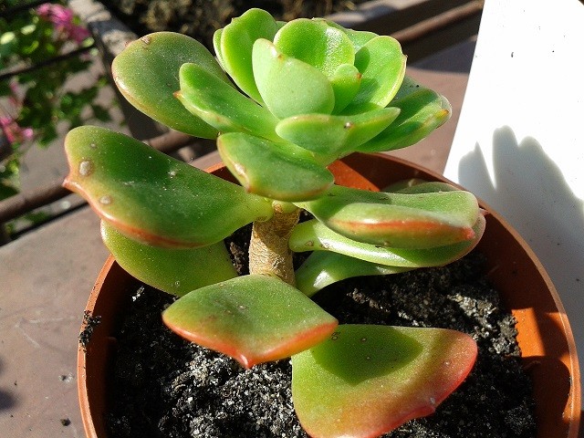 echeveria multicaulis
